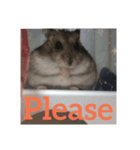 A lovely hamster life（個別スタンプ：5）