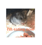 A lovely hamster life（個別スタンプ：7）