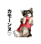 とめ吉の日常パート2（個別スタンプ：4）