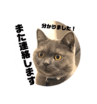真顔ぬこに言わせるシリーズ（個別スタンプ：1）