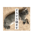 真顔ぬこに言わせるシリーズ（個別スタンプ：2）