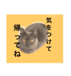 真顔ぬこに言わせるシリーズ（個別スタンプ：3）