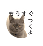 真顔ぬこに言わせるシリーズ（個別スタンプ：5）