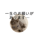 真顔ぬこに言わせるシリーズ（個別スタンプ：6）