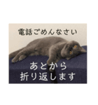 真顔ぬこに言わせるシリーズ（個別スタンプ：8）