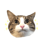 ししまるはん（個別スタンプ：3）
