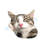 ししまるはん（個別スタンプ：4）