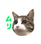 ししまるはん（個別スタンプ：8）