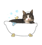 ししまるはん（個別スタンプ：10）