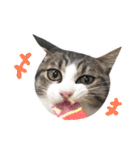 ししまるはん（個別スタンプ：12）