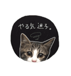 ししまるはん（個別スタンプ：15）