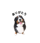 ぼくの名前は、MAX。（個別スタンプ：3）