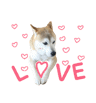 八戸の柴犬あきちゃん（個別スタンプ：1）