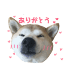 八戸の柴犬あきちゃん（個別スタンプ：2）