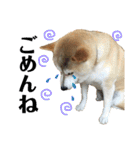 八戸の柴犬あきちゃん（個別スタンプ：3）