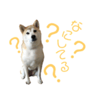 八戸の柴犬あきちゃん（個別スタンプ：4）