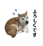 八戸の柴犬あきちゃん（個別スタンプ：5）