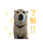 八戸の柴犬あきちゃん（個別スタンプ：6）