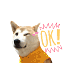 八戸の柴犬あきちゃん（個別スタンプ：7）