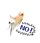 八戸の柴犬あきちゃん（個別スタンプ：8）