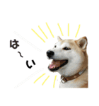 八戸の柴犬あきちゃん（個別スタンプ：9）