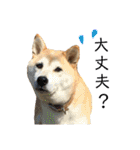 八戸の柴犬あきちゃん（個別スタンプ：10）