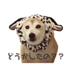 八戸の柴犬あきちゃん（個別スタンプ：11）
