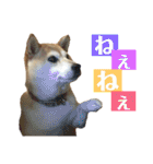 八戸の柴犬あきちゃん（個別スタンプ：12）