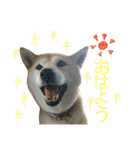 八戸の柴犬あきちゃん（個別スタンプ：13）