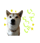 八戸の柴犬あきちゃん（個別スタンプ：14）