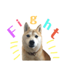 八戸の柴犬あきちゃん（個別スタンプ：15）