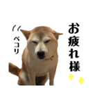八戸の柴犬あきちゃん（個別スタンプ：16）