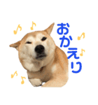 八戸の柴犬あきちゃん（個別スタンプ：17）