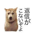 八戸の柴犬あきちゃん（個別スタンプ：20）