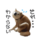 八戸の柴犬あきちゃん（個別スタンプ：21）