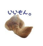 八戸の柴犬あきちゃん（個別スタンプ：23）