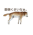 八戸の柴犬あきちゃん（個別スタンプ：24）