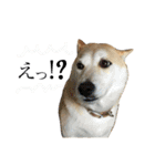 八戸の柴犬あきちゃん（個別スタンプ：25）