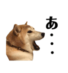 八戸の柴犬あきちゃん（個別スタンプ：27）