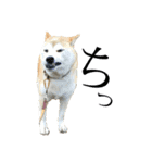 八戸の柴犬あきちゃん（個別スタンプ：28）