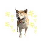 八戸の柴犬あきちゃん（個別スタンプ：30）