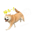 八戸の柴犬あきちゃん（個別スタンプ：31）