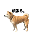 八戸の柴犬あきちゃん（個別スタンプ：32）