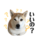 八戸の柴犬あきちゃん（個別スタンプ：33）