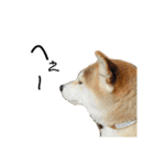 八戸の柴犬あきちゃん（個別スタンプ：34）