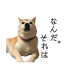 八戸の柴犬あきちゃん（個別スタンプ：35）
