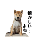 八戸の柴犬あきちゃん（個別スタンプ：36）