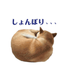 八戸の柴犬あきちゃん（個別スタンプ：39）