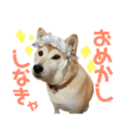 八戸の柴犬あきちゃん（個別スタンプ：40）