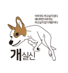 BORY、韓国の一般的な犬の日常生活（個別スタンプ：3）